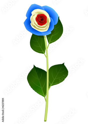 Rose bleu blanc rouge