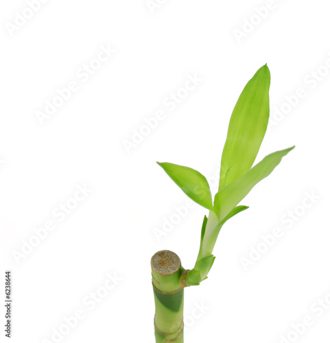 A bright green bamboo shoot with leaves 