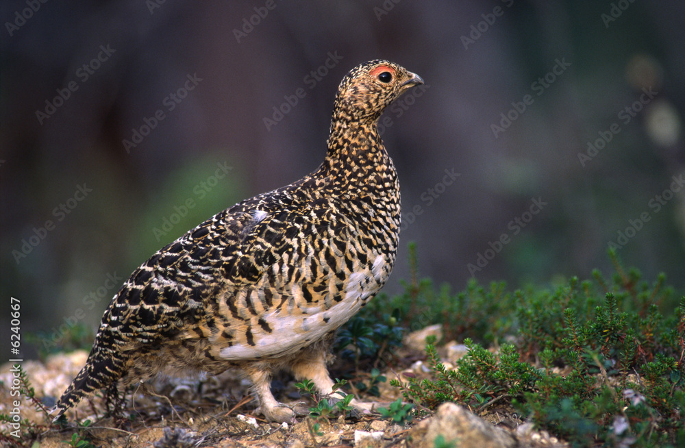 Moorschneehuhn Moorschneehuhn