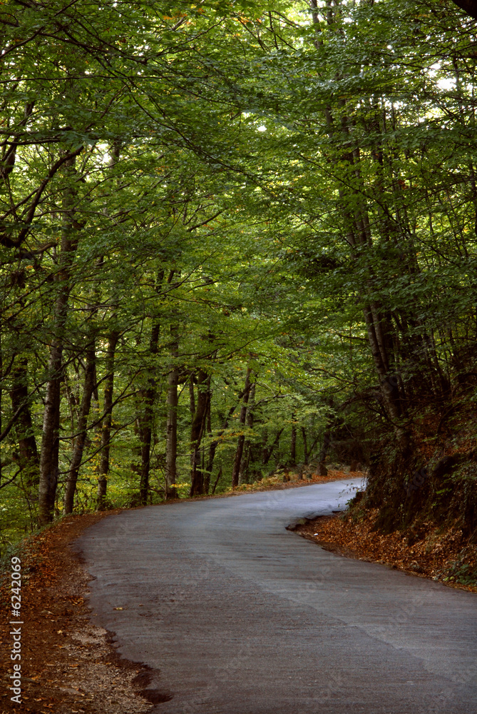 Fototapeta premium path with trees in azores, s miguel island