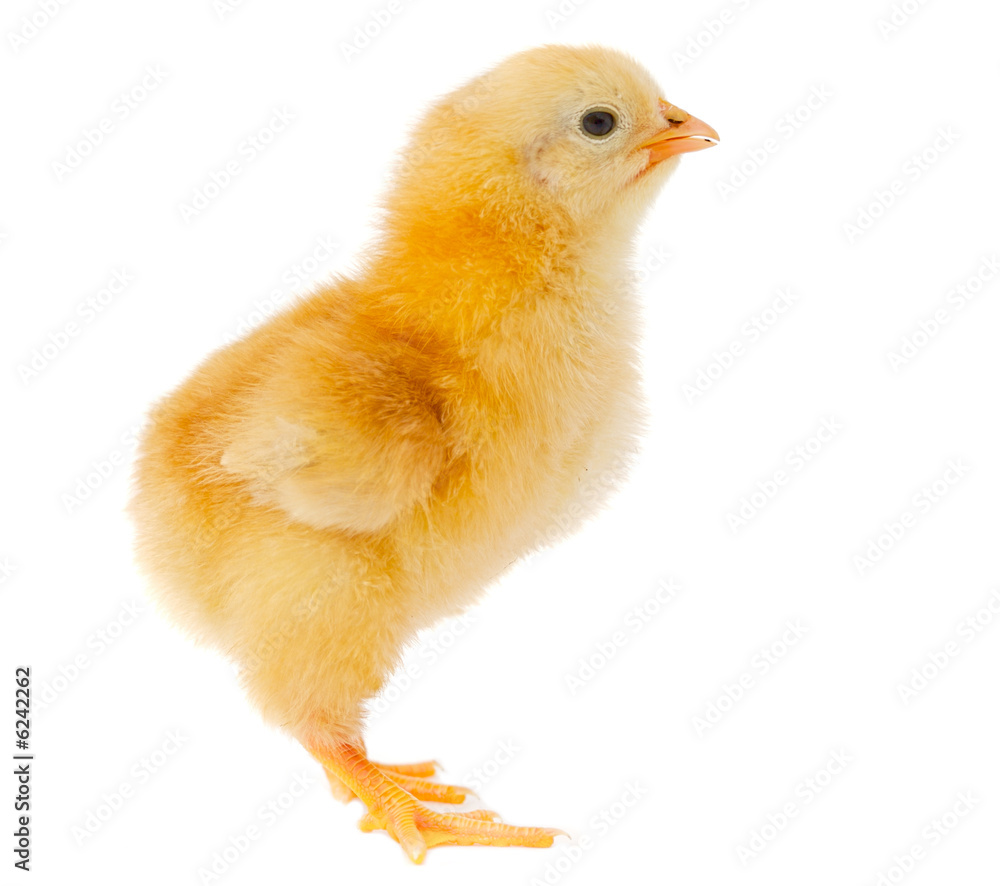 Fototapeta premium One small chicken a over white background