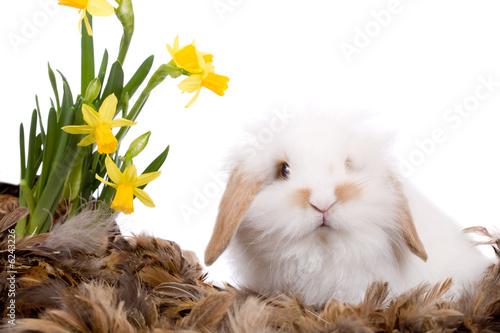 Cute bunny with feathers and flowers on white