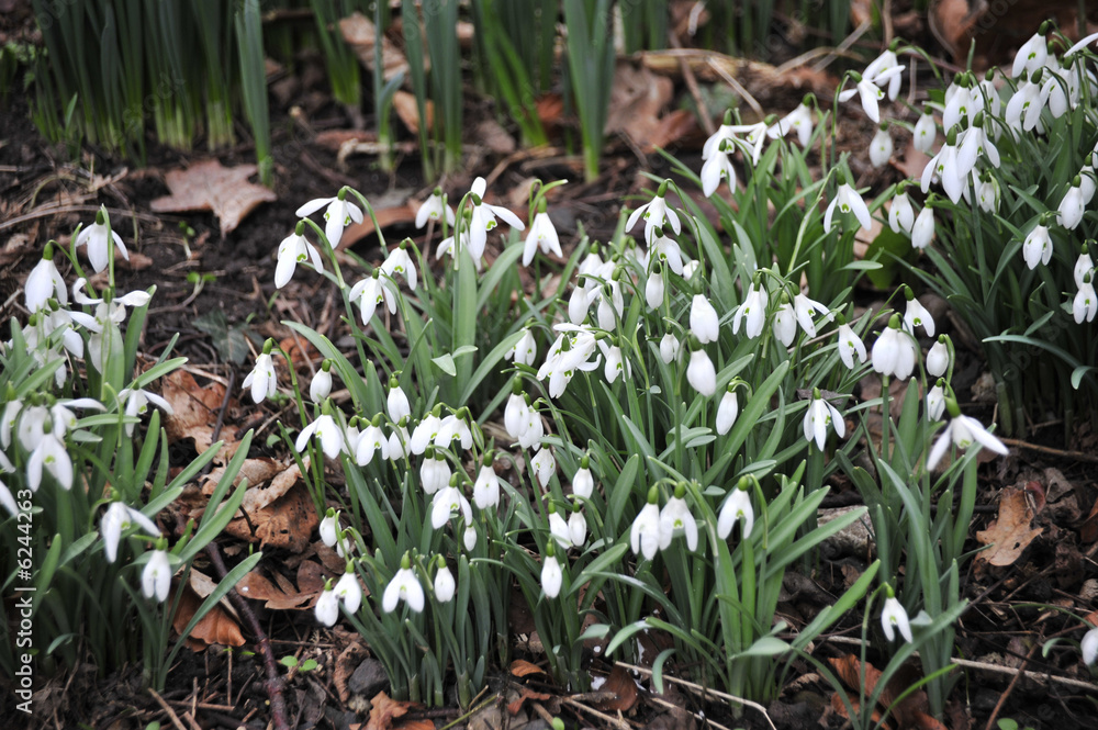 Obraz premium snowdrops in winter flower.