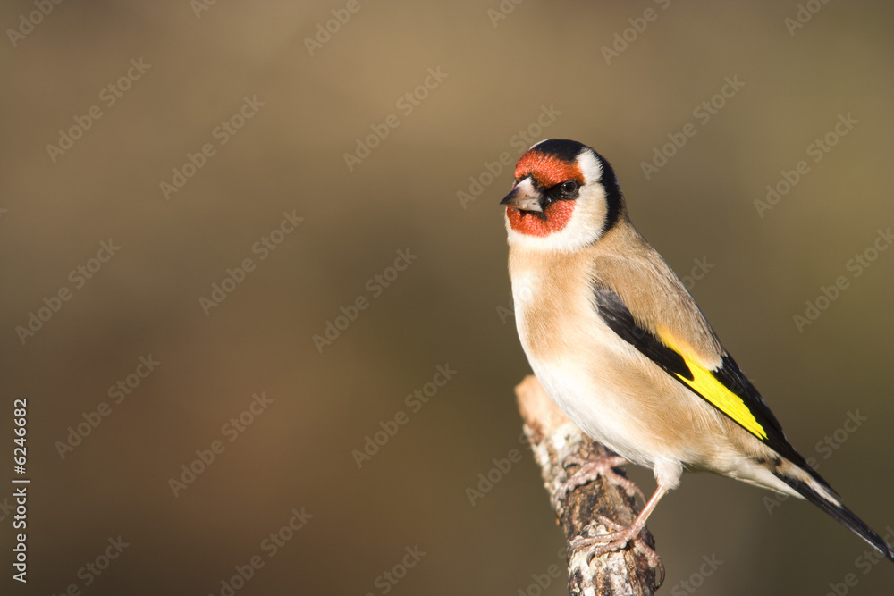 Obraz premium Chardonneret sur une branche