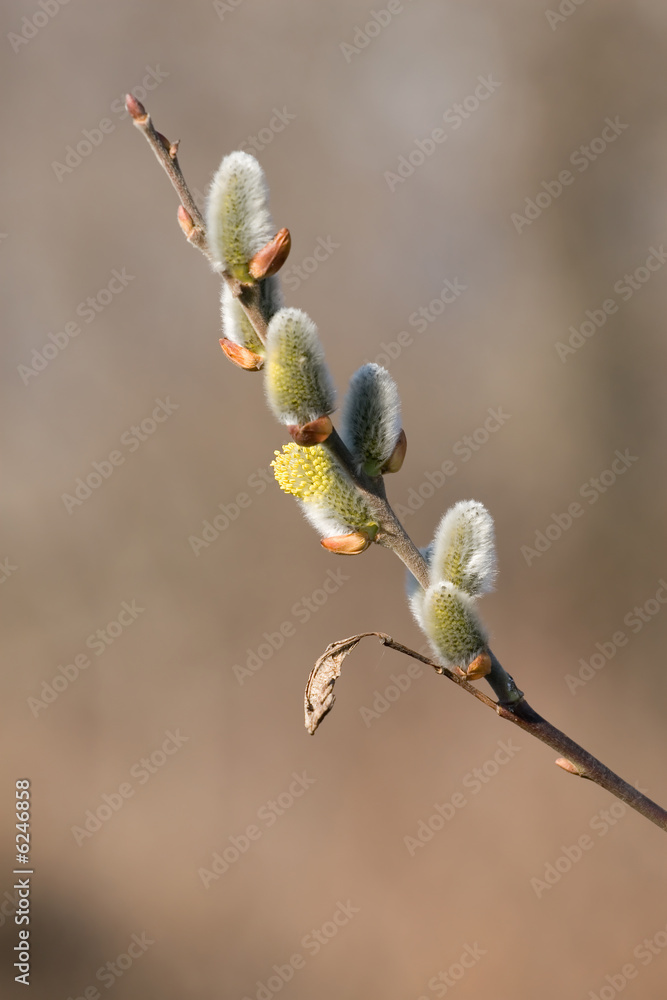 Spring branch on the brown background Spring branch on the brown background