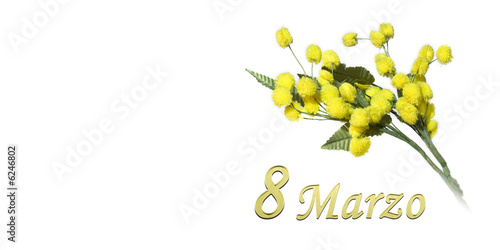 mimosa 8 marzo festa della donna