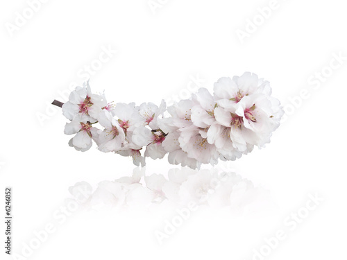 mandorlo in fiore 05