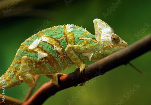 Small green reptile named Chameleon.