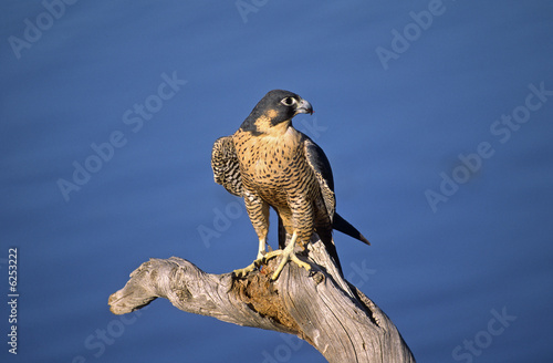 Peregrine falcon on dead tree stump, Colorado.