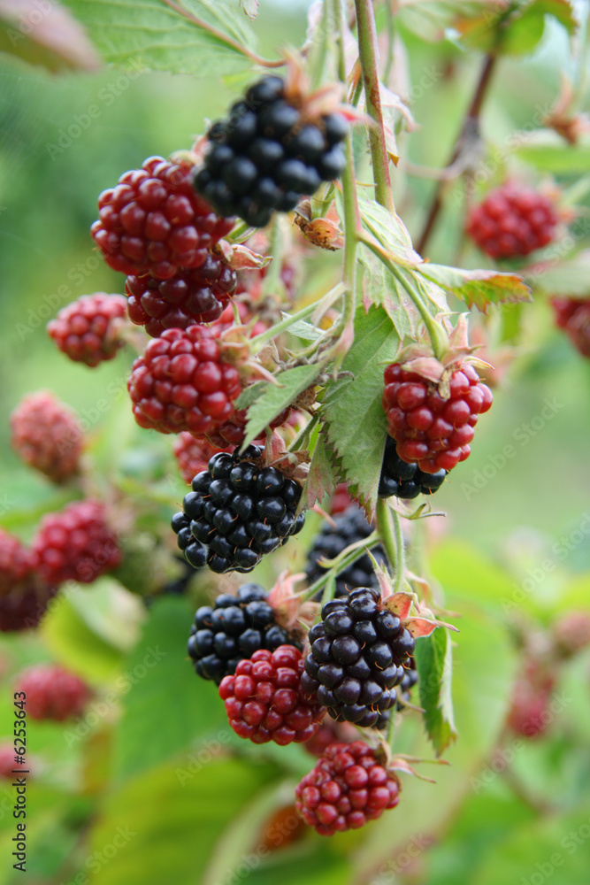 ripe and unripe blackberries bunch on a farm ripe and unripe blackberries bunch on a farm