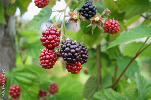 ripe and  unripe  blackberries bunch on a farm, close-up