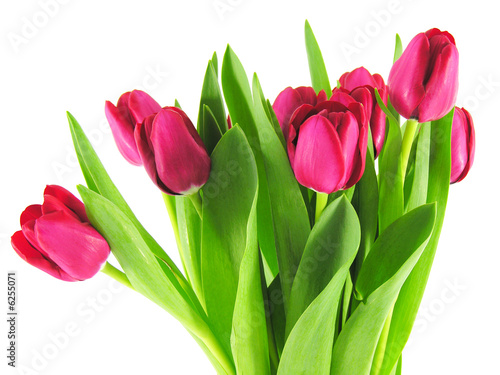 Bouquet de tulipes