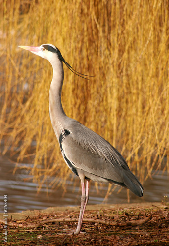 Fotografie Grey heron against gold willow
