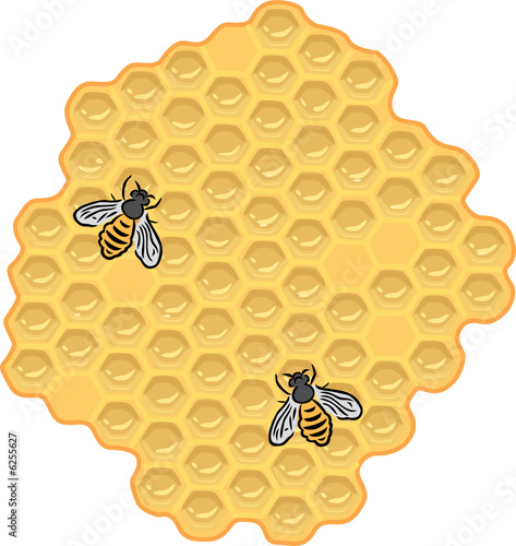 bees and honey  vector