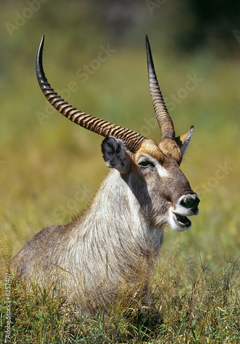 African waterbuck