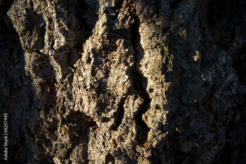 Wallpaper Mural wood bark  texture Torontodigital.ca