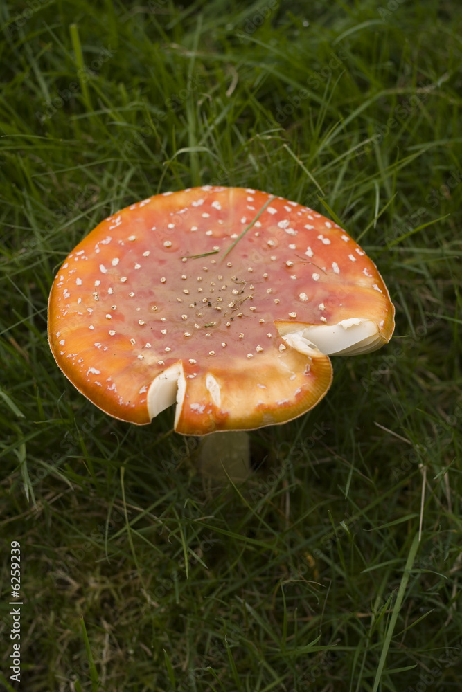 Amanita muscaria - The Fly Agaric Mushroom