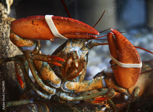 Φωτογραφία Lobster alive underwater detail view