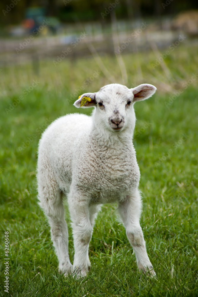 Fototapeta premium single lamb