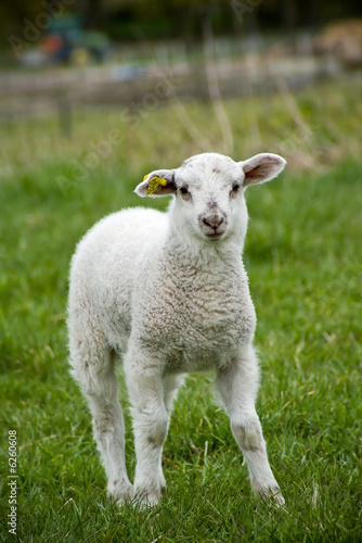 single lamb