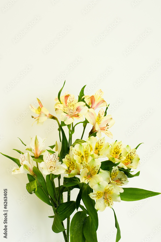 bouquet gentile lily on light background
