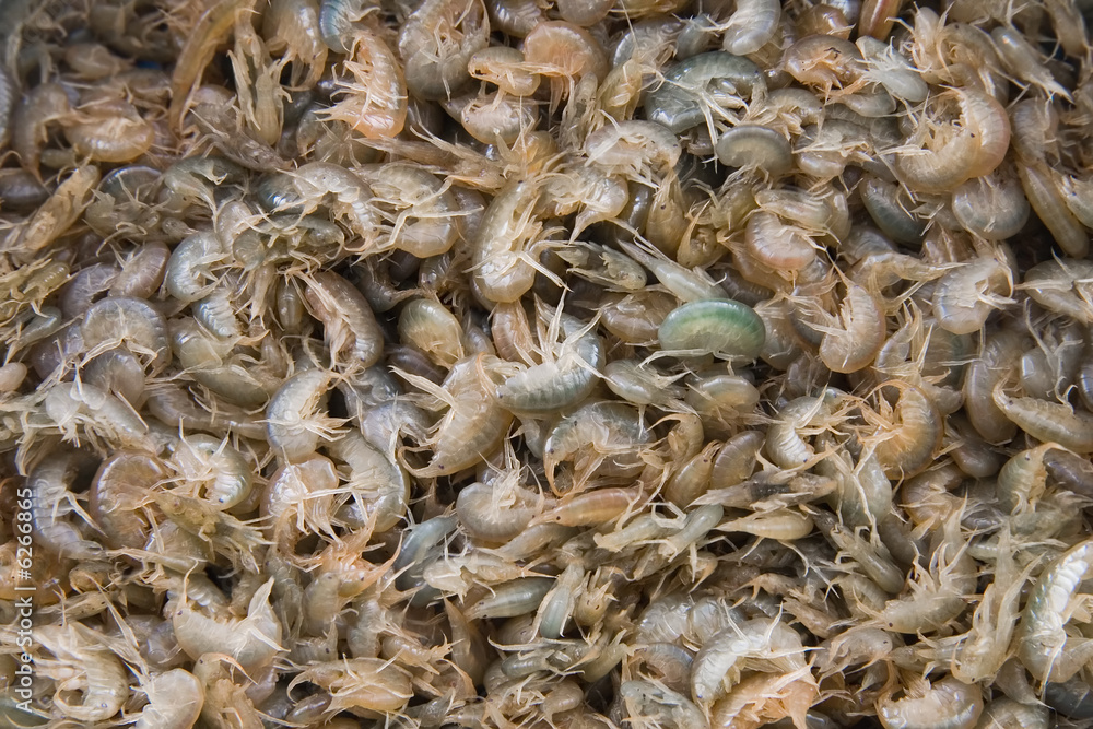 gammarus an excellent bait for winter fishing gammarus an excellent bait for winter fishing