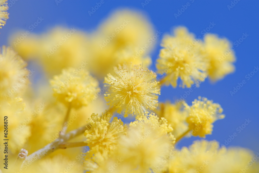 Obraz premium mimosa