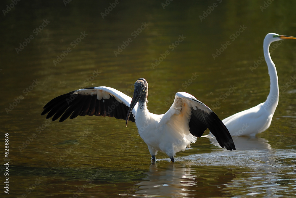Obraz premium wood stork landing