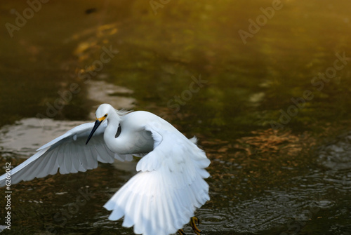 Fototapeta Naklejka Na Ścianę i Meble -  Snowy Egret searching shellfish