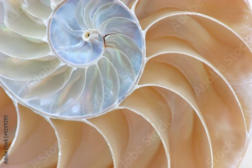 Half Shell Nautilus