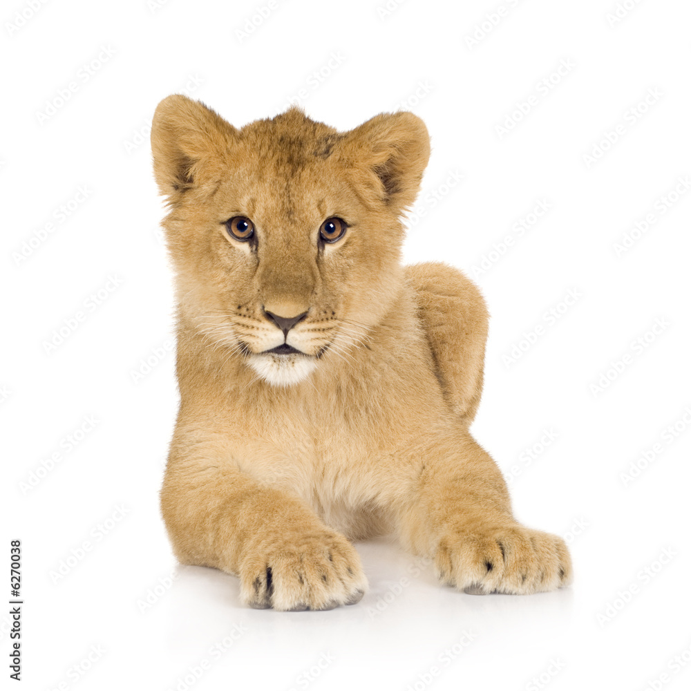 in front of a white background in front of a white background