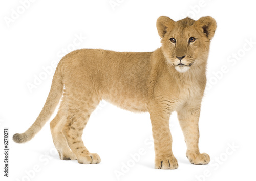 Lion Cub  6 months 