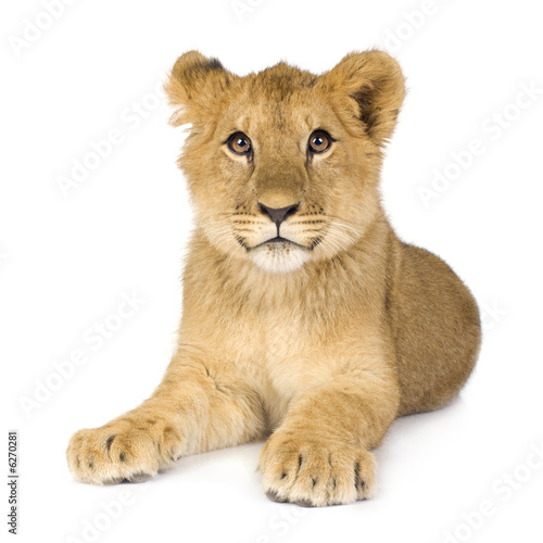 Fototapeta Naklejka Na Ścianę i Meble -  Lion Cub (6 months)