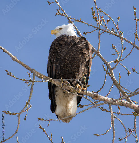 A Bald Eagle perched in a tree
