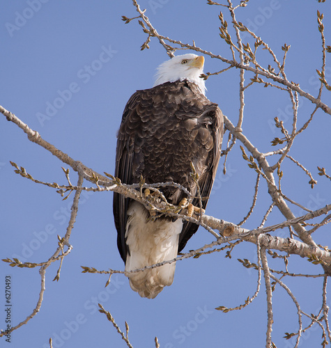 A Bald Eagle perched in a tree