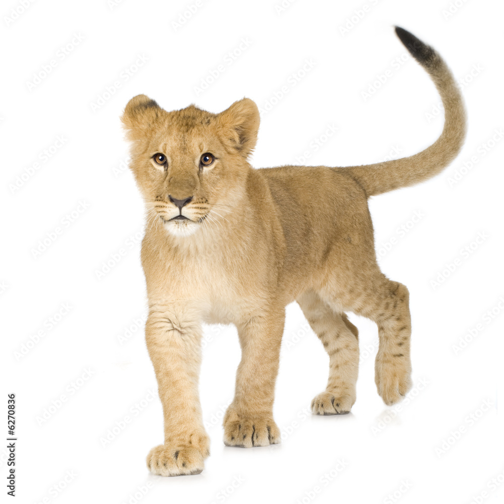Obraz premium Lion Cub (6 months)