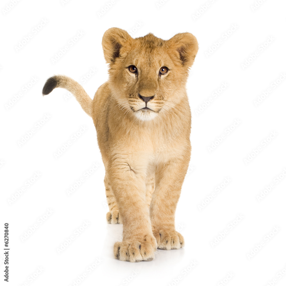 Lion Cub (6 months)