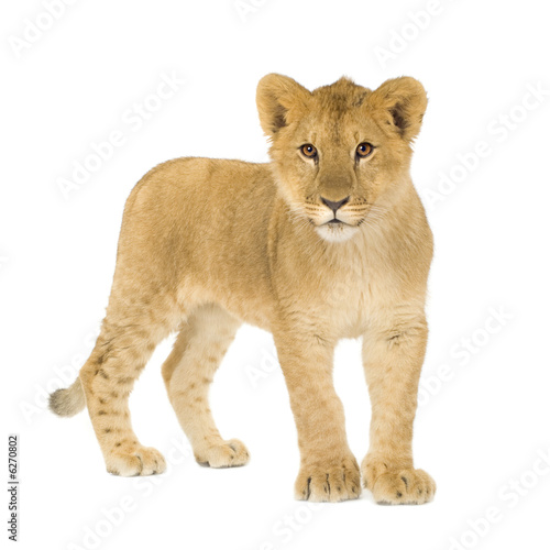 Fototapeta Naklejka Na Ścianę i Meble -  Lion Cub (6 months)
