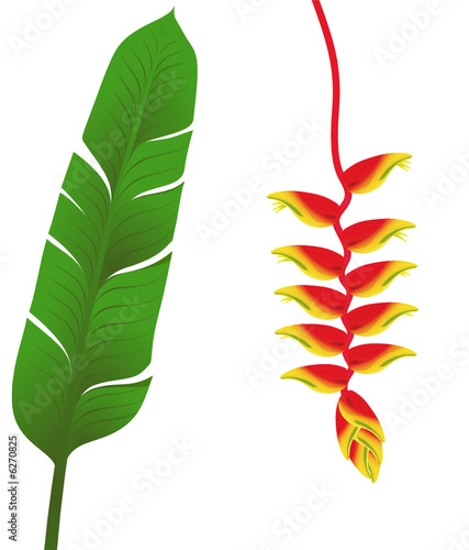 Heliconia fleur tropicale