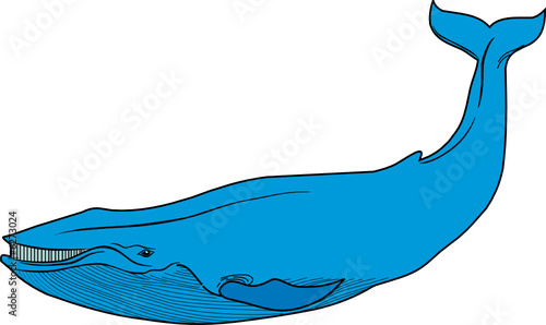 blue whale vector fale