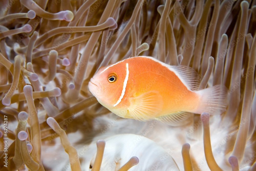 Fototapeta premium a pink anemonefish living in the tentacles of it's anemone
