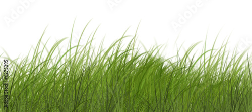 grass