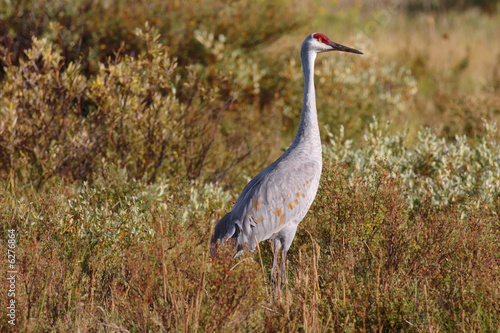 An endangered Sandhill Crane in the tall grass