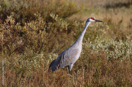 An endangered Sandhill crane alert to it's surroundings