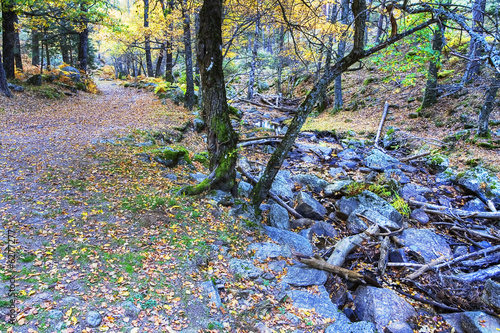 Abedular de Canencia.  photo