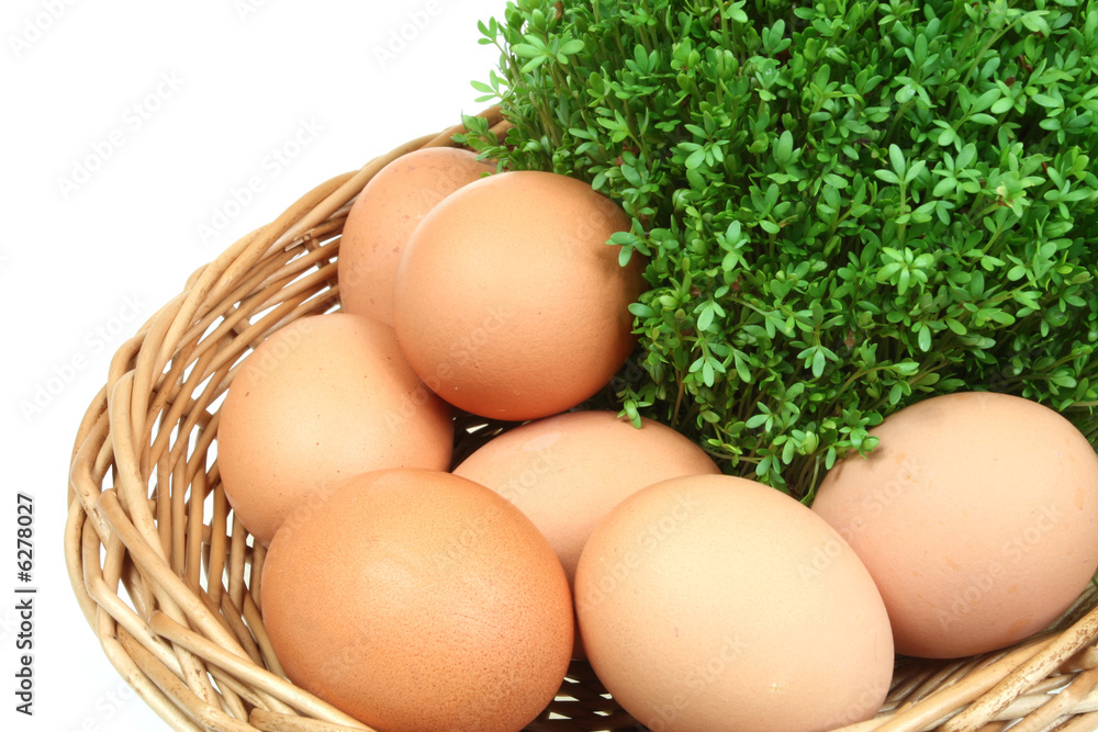 Green spring cress and chicken eggs in a basket. Isolated.