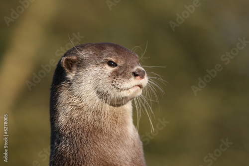 Otters Face