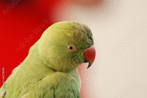 Parrot