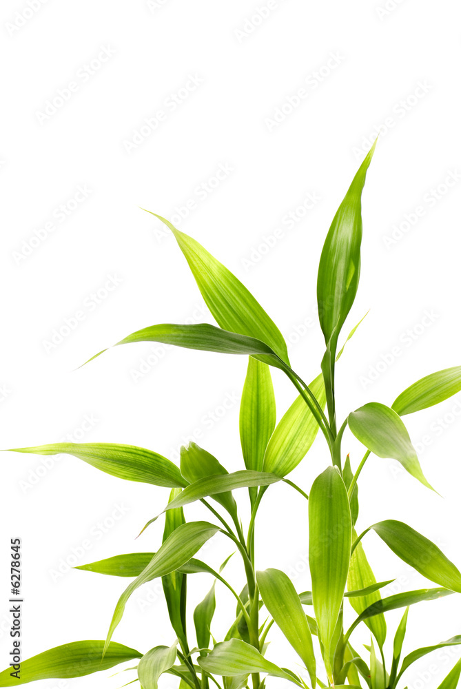 Naklejka premium Bamboo leaves isolated on white background