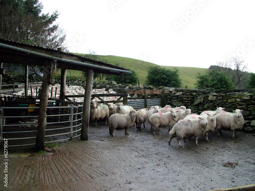 Sheep pen